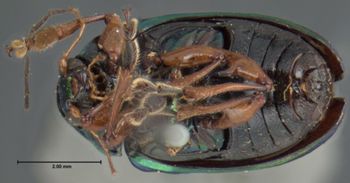 Media type: image; Entomology 17327   Aspect: habitus ventral view